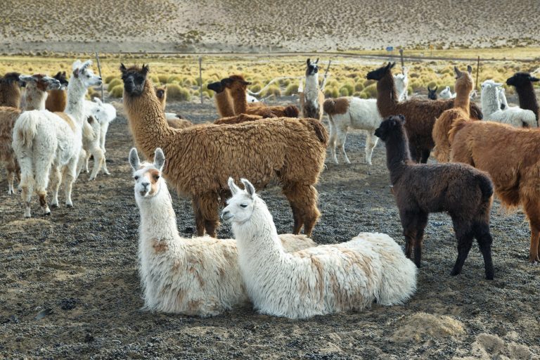 Flock of Llamas in northern Argentina