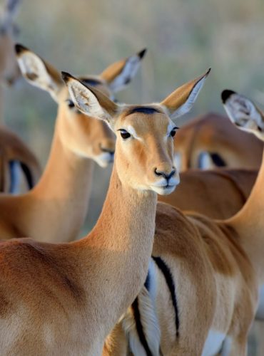 thomson-s-gazelle-on-savanna-in-africa.jpg