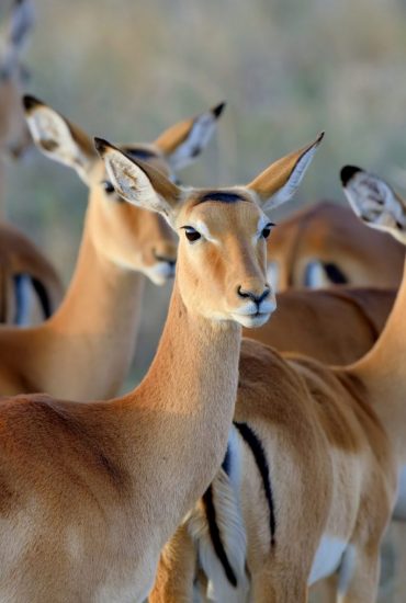 thomson-s-gazelle-on-savanna-in-africa.jpg